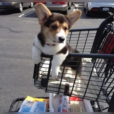 Fluffy Corgi Puppy for Sale in Anantapur