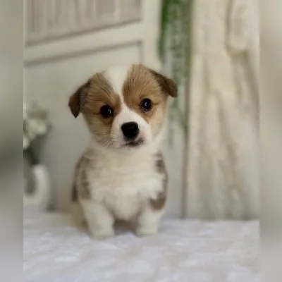 KCI Welsh Corgi Available in Chittoor