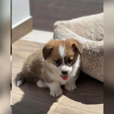 Short-Leg Welsh Corgi for Sale in Greater Noida