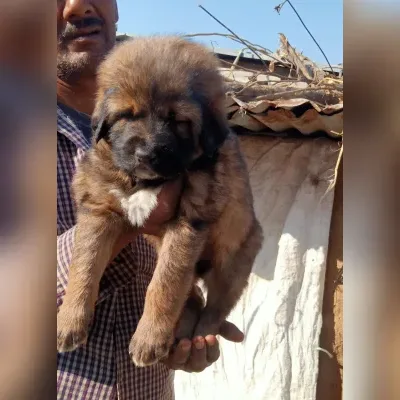 Gaddi Puppies for Sale in West Delhi - Delivery Enquiry