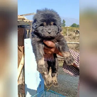 Gaddi Puppies for Sale in Saket - Delivery Enquiry