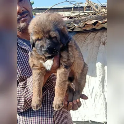Gaddi Puppies for Sale in Ranchi - Delivery Enquiry