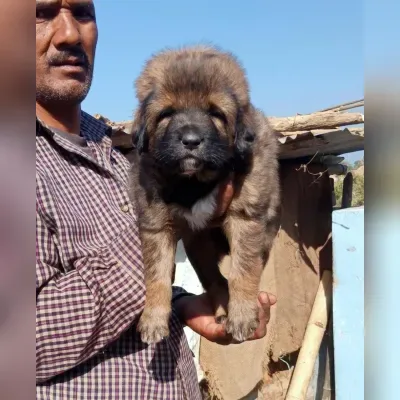 Gaddi Puppies for Sale in Car Nicobar - Delivery Enquiry