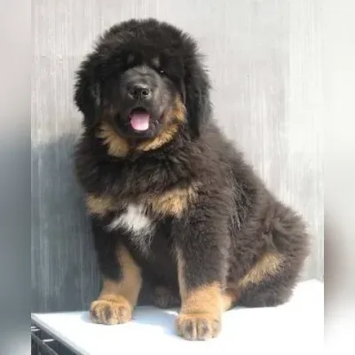 Gaddi Puppies for Sale in North Delhi - Delivery Enquiry