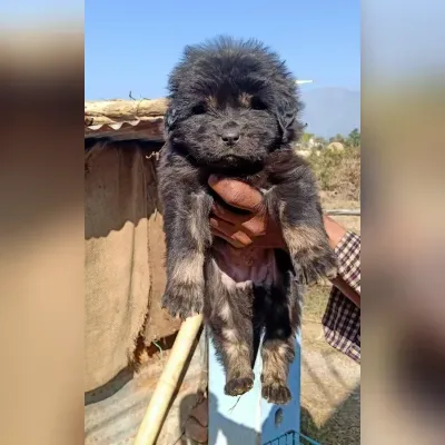 Gaddi Puppies for Sale in Port Blair - Delivery Enquiry