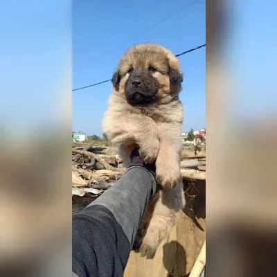 Gaddi Puppies for Sale in Janakpuri - Delivery Enquiry