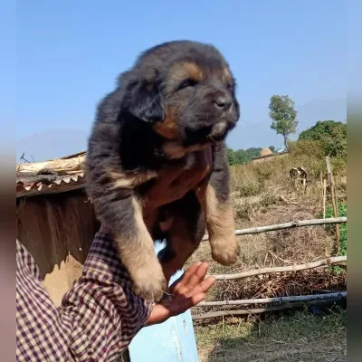 Gaddi Puppies for Sale in Mayabunder - Delivery Enquiry