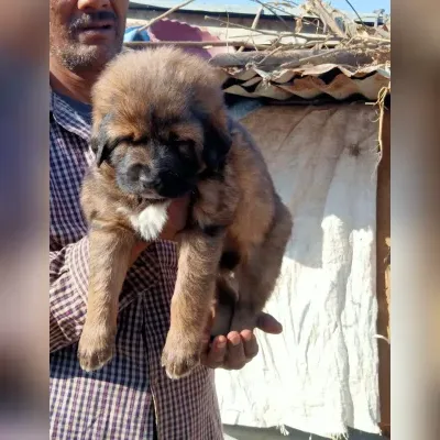 Gaddi Puppies for Sale in Daman - Delivery Enquiry