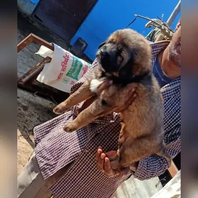 Gaddi Puppies for Sale in Dehradun - Delivery Enquiry