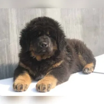 Gaddi Puppies for Sale in Greater Noida - Delivery Enquiry
