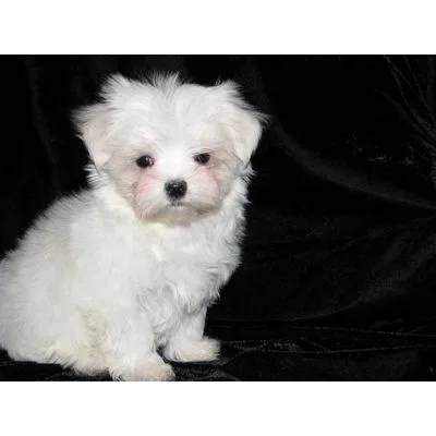 Buy Healthy Maltese Puppy in Greater Noida