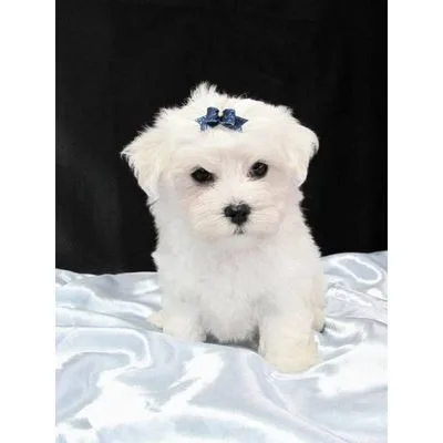 Maltese Puppies in Dehradun - Top Breeders