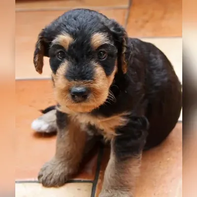 Airedale terrier puppy for sale