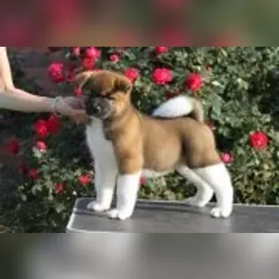 Akita