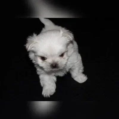 Akita Puppies For Sale in Bangalore