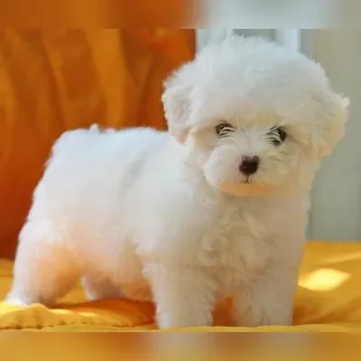 Akita Puppies For Sale in Gurgaon