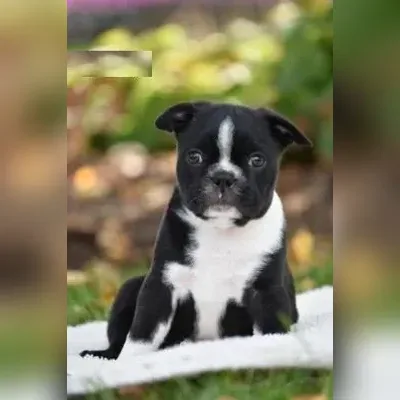 Akita Puppies For Sale in Hyderabad