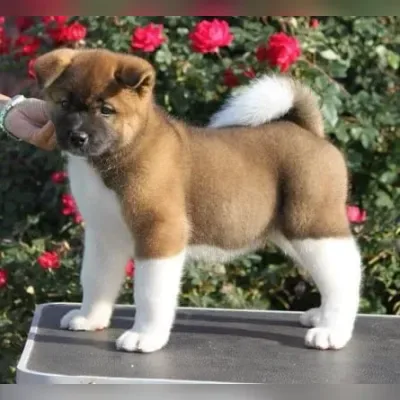 Akita Puppies For Sale in Mumbai
