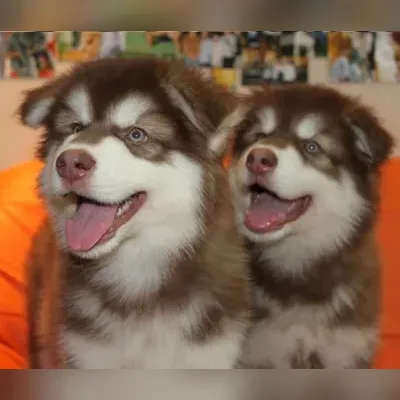 alaskan malamute puppies for sale