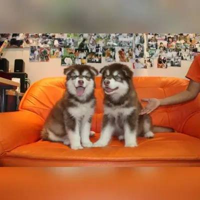 Alaskan malamute Puppies For Sale in Chennai
