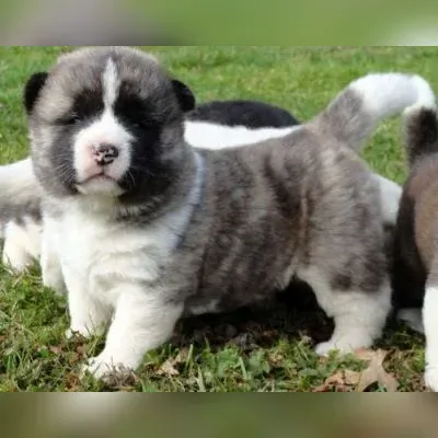Alaskan malamute Puppies For Sale in Hyderabad