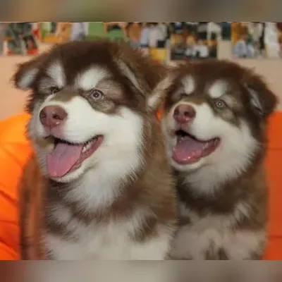 Alaskan malamute Puppies For Sale in Mumbai