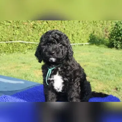american barbet puppy for sale