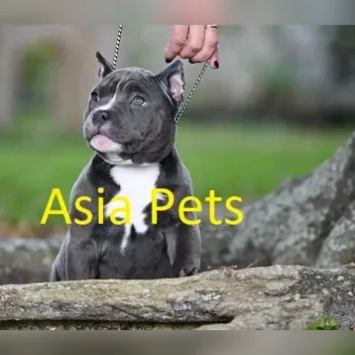 American Bully Puppies For Sale in Chennai