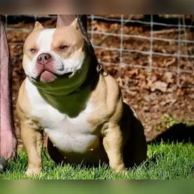 American Bully Puppies For Sale in Mumbai