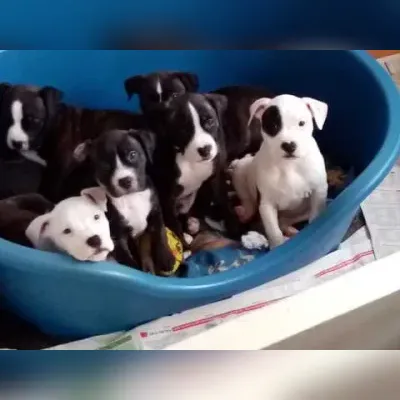 American Staffordshire Terrier puppy for sale