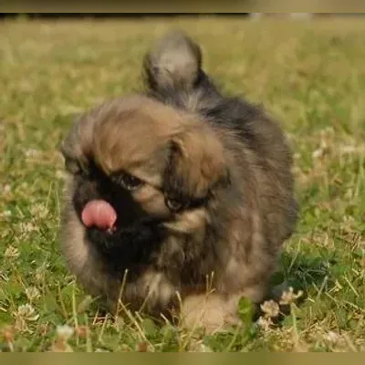 Chow Chow Puppies For Sale in Bangalore