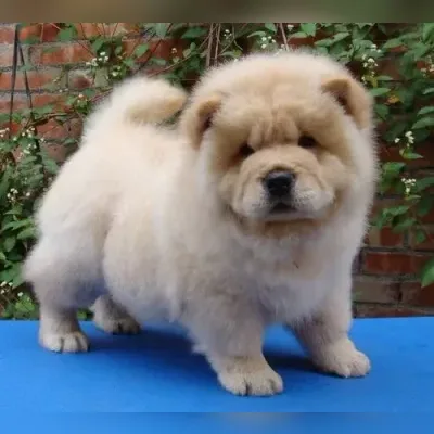 Chow Chow Puppies For Sale in Chennai
