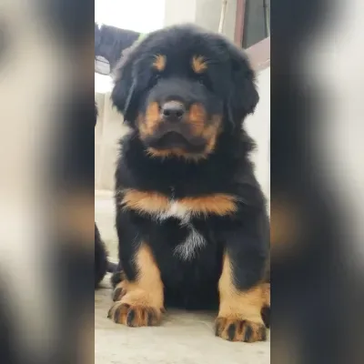 Chow Chow Puppies For Sale in Hyderabad