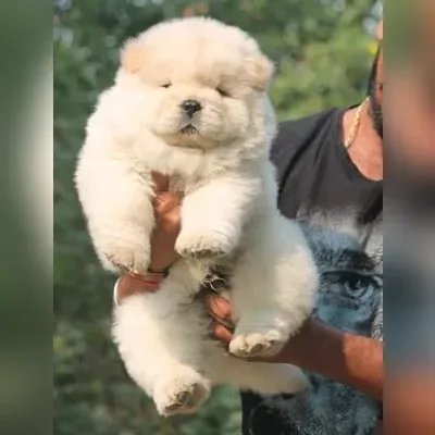 Chow Chow Puppies For Sale in Mumbai
