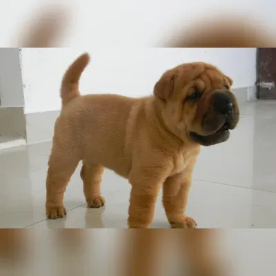 Chow Chow Puppies For Sale in Noida