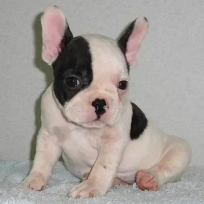 French Bulldog