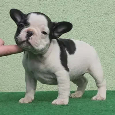 French bulldog Female Puppy For sale