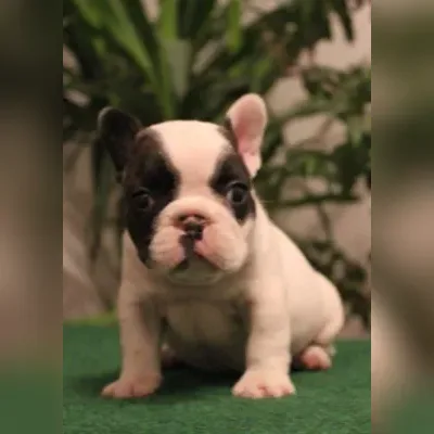 French bulldog Puppies For Sale in Chennai