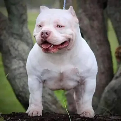 French bulldog Puppies For Sale in Hyderabad