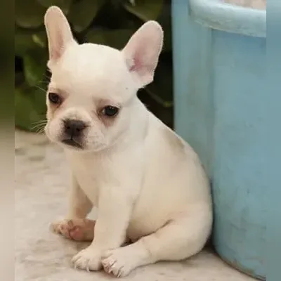French bulldog Puppies For Sale in Mumbai