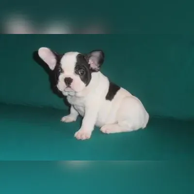 French bulldog puppy for sale