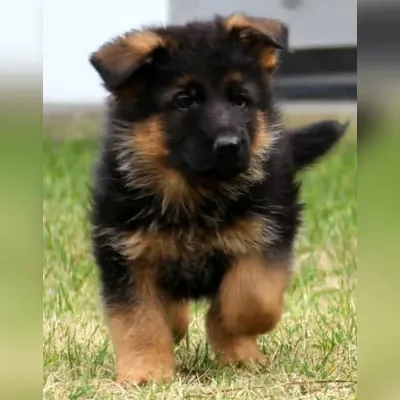 German shepherd