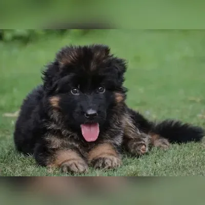 German shepherd puppy for sale in West Delhi