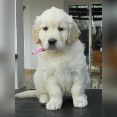 Golden Retriever Puppy for sale