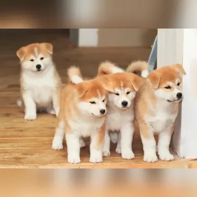 Japanese Akita puppy for sale