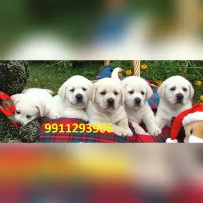 Labrador Puppies for sale