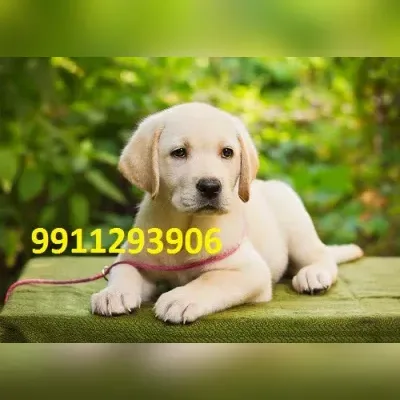 Labrador Puppy For Sale