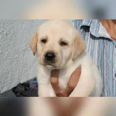 Labrador puppy for sale in Gurgaon
