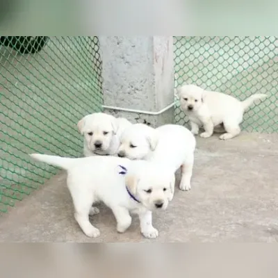 Labrador puppy for sale in West Delhi