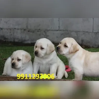 Labrador Retriever Puppies for sale